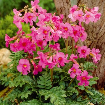 Plante anti-taupes 5 bulbes (Incarvillea)