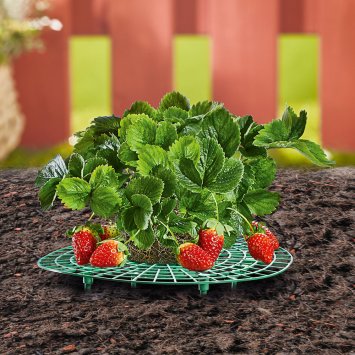QOTSTEOS Lot de 10 supports pour fraises et légumes Protection des fraises contre la pourriture et le Dir 