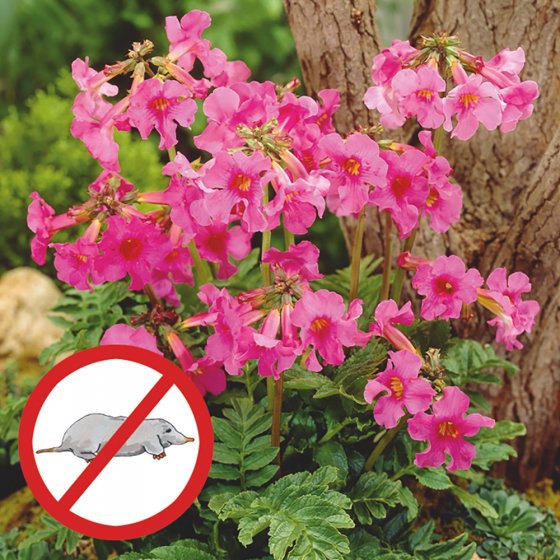 Plante anti-taupes 