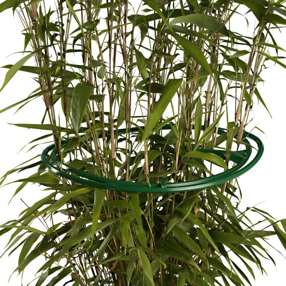 Anneaux pour plantes vivaces, lot de 6 