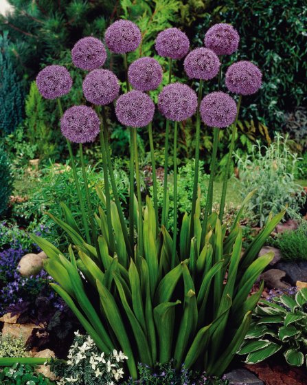 Plantes anti-taupes 5 bulbes (Allium Gladiator)