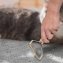 Raclette anti-poils d’animaux - 1