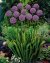 Plantes anti-taupes 5 bulbes (Allium Gladiator) - 1