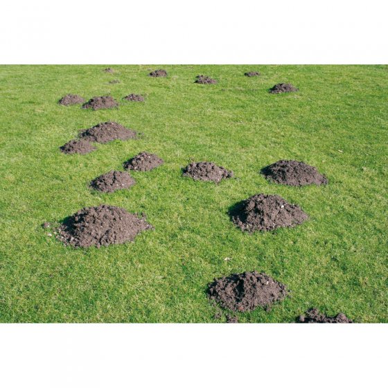 Plante anti-taupes 