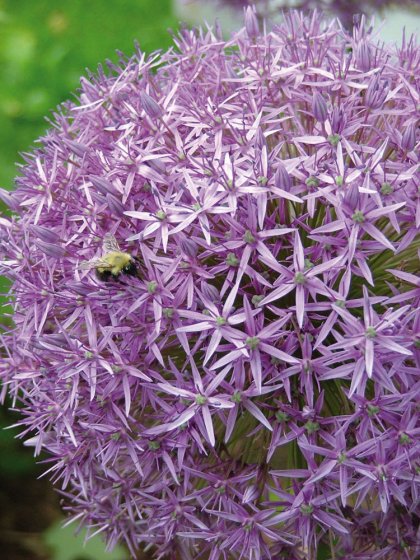 Plante anti-taupes