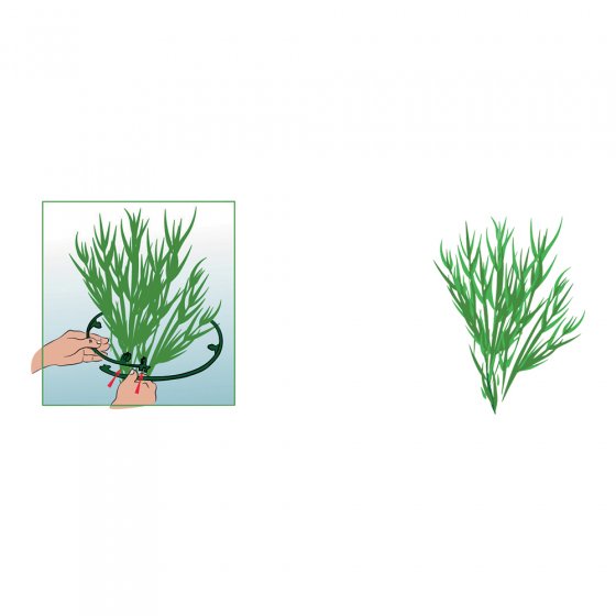 Anneaux pour plantes vivaces, lot de 6 