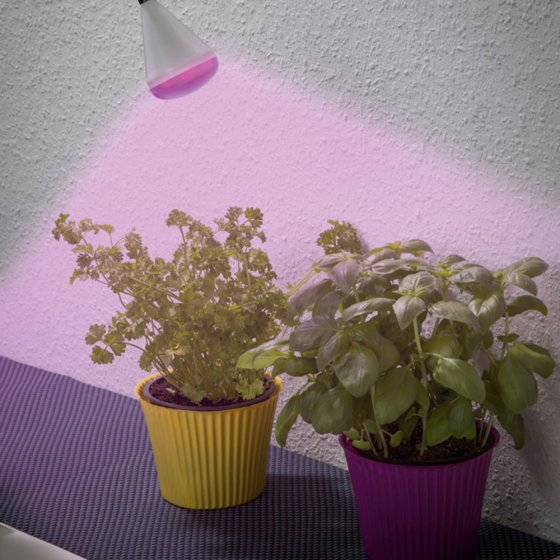 Lampe à LED pour plantes