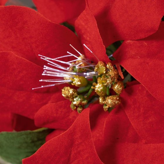 Poinsettia LED en forme de sapin 