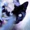 Peinture au diamant, chat - 2