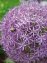 Plantes anti-taupes 5 bulbes (Allium Gladiator) - 2