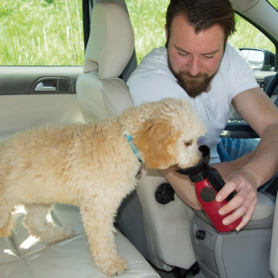 Gourde de voyage pour chien 