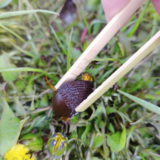 Pince à escargots en bambou 