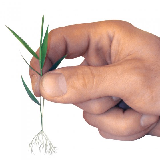 Fixateur pour racines, 30 g 