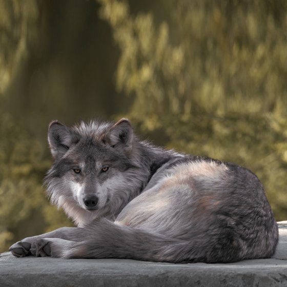 Couverture en fausse fourrure aspect  "loup" 