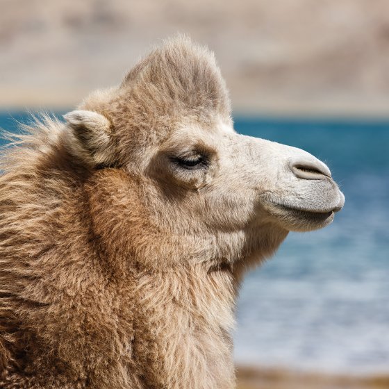 Couette d'hiver en poil de chameau 