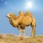 Couette poil de chameau édition d'été - 3