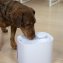 Fontaine à eau automatique pour animaux de compagnie - 3