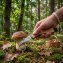 Couteau à champignons - 3