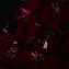 Poinsettia LED en forme de sapin - 3