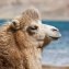 Couette d'hiver en poil de chameau - 3