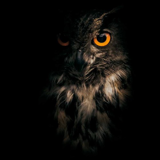 Jumelles à infrarouges 