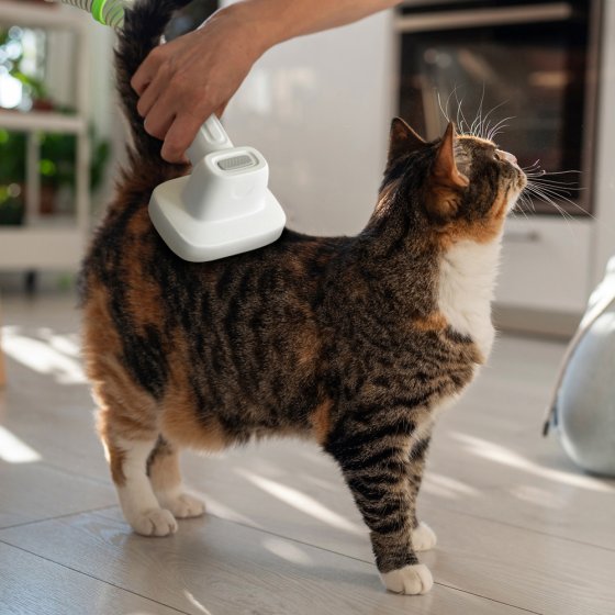 Kit de toilettage