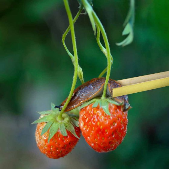 Pince à escargots en bambou 