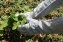 Gants de jardinage à manches longues (1 paire) - 4