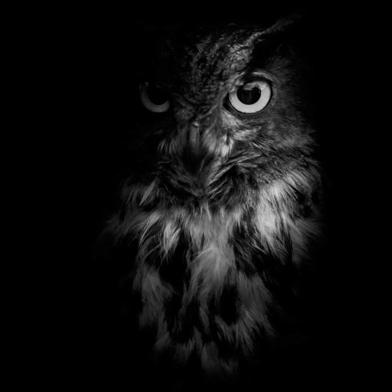 Jumelles à infrarouges 