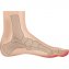 Coussinets pour orteils en marteau Paire - 5