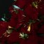 Poinsettia LED en forme de sapin - 5