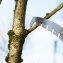 Scie d'élagage en acier avec coupe-branches - 5