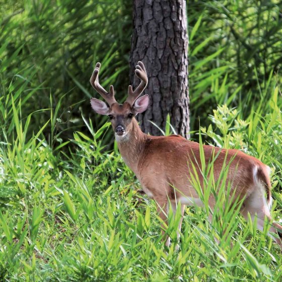 Jumelles à infrarouges 