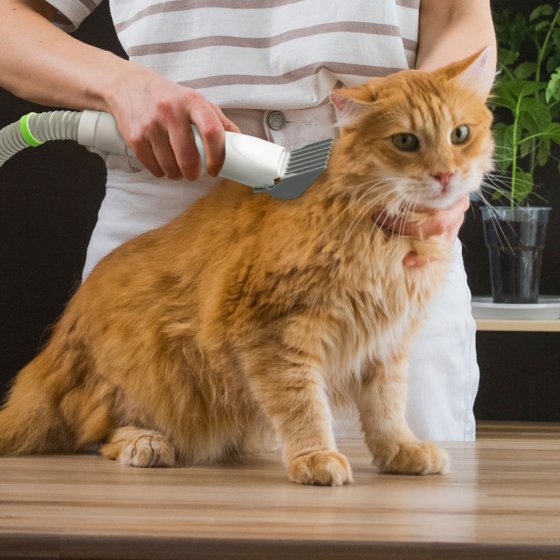 Kit de toilettage