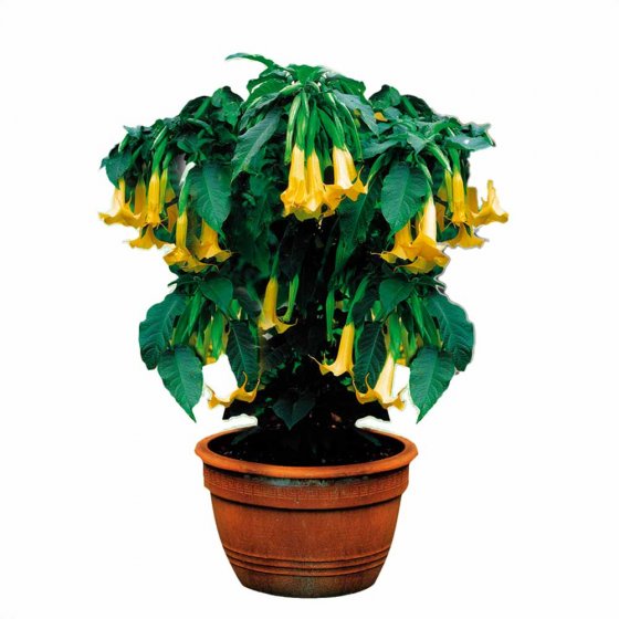 Engrais à croissance rapide Granulés 1 kg 