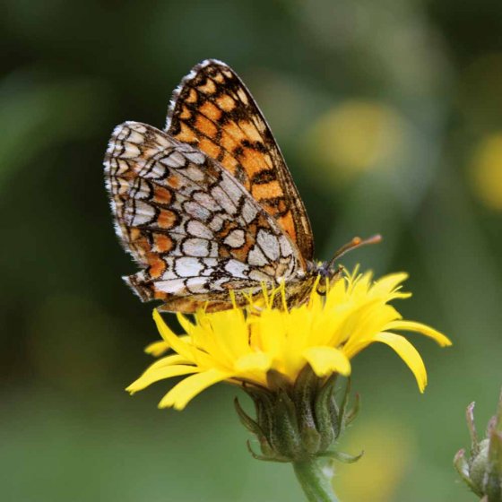 Jumelles à infrarouges 