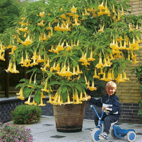 Engrais à croissance rapide Granulés 1 kg 